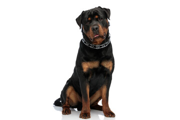 Obraz premium cute rottweiler dog with tongue out panting and being bored