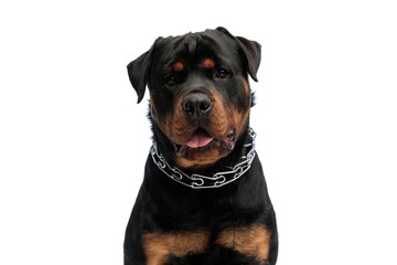 beautiful rottweiler puppy with collar sticking out tongue and panting