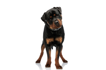 Obraz premium adorable rottweiler dog with collar looking away and standing