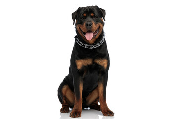 happy rottweiler puppy wearing collar and sticking out tongue