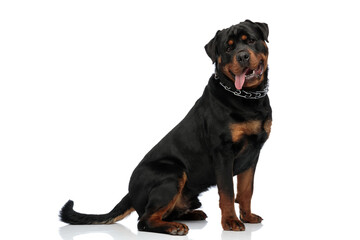 Fototapeta premium side view of happy rottweiler dog sticking out tongue and panting