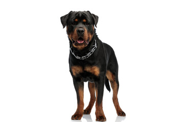 adorable rottweiler dog wearing collar, sticking out tongue and panting