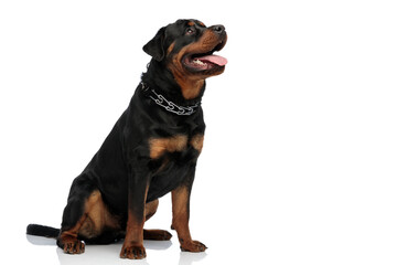 curious rottweiler dog with tongue outside panting and looking up