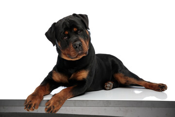 funny rottweiler dog looking up and judging while laying down
