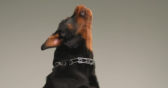 curious dog with collar looking up, being eager and woofing to the sky in front of grey background in studio