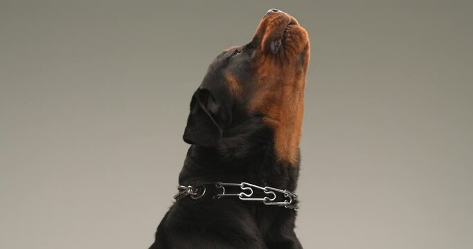 side view of sweet rottweiler dog with collar looking up, woofing and barking in the air in front of grey background in studio