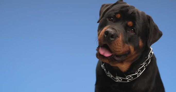 beautiful rottweiler doggy wearing collar around neck, tilting head to side and posing with tongue out in front of blue background in studio