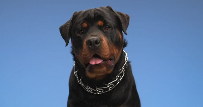 lovely cute rottweiler dog holding tongue exposed, wearing collar, panting and tilting his head to side in front of blue background in studio