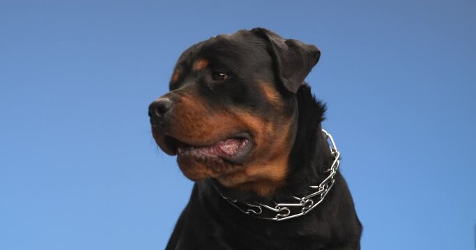 adorable sweet rottweiler dog holding tongue outside, panting, looking to side and being curious in front of blue background in studio
