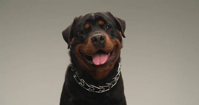 cute rottweiler dog wearing collar, sticking out tongue and panting while tilting his head to side in front of grey background in studio