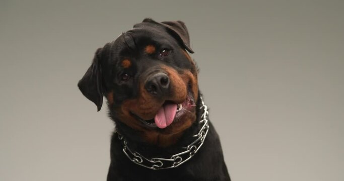 adorable rottweiler puppy with collar sticking out tongue, panting, tilting his head to side and being happy and curious while looking up on grey background