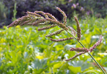 In the field, as weeds grow Echinochloa crus-galli