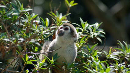 Spider monkey in a tree at the zoo in Guallabamba, Ecuador