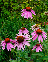 gorgeous large purple coneflowers or Echinacea purpurea on a fine summer day in Augsburg, Bavaria, Germany	