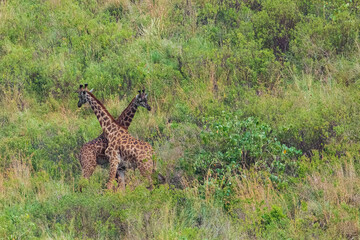 Two giraffes fighting for mating privileges in National Reserve