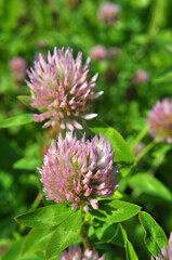 Blooming red clover
