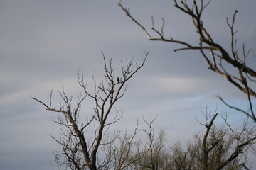 swan, duck or cormorant at danube river