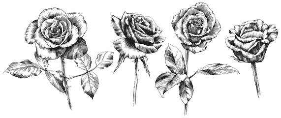 Rose flowers and leaves. Isolated hand drawn set. 