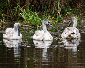 Młode łabędzie © Rafał Jacukowicz