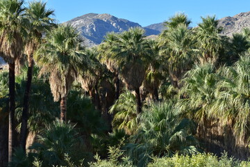 Fototapeta na wymiar Palm Canyon, Palm Springs