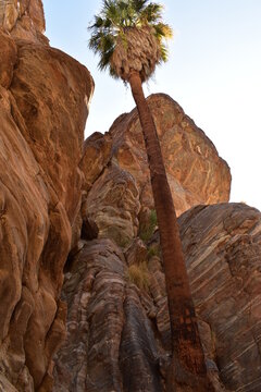 Palm Canyon, Palm Springs