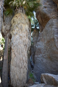Palm Canyon, Palm Springs