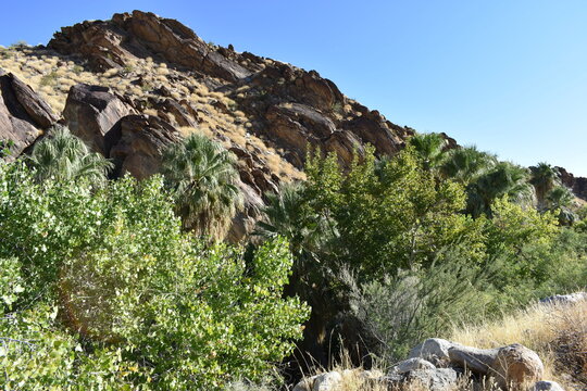 Palm Canyon, Palm Springs