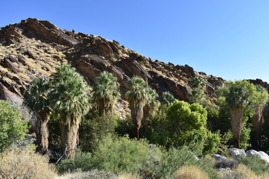 Palm Canyon, Palm Springs