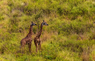 Two giraffes fighting for mating privileges in National Reserve in Africa
