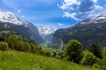 Fototapeta premium View of the Lauterbrunnen valley from the Wengwald area in the Swiss Alps in Switzerland. Patch of yellow wild flowers in the foreground. 