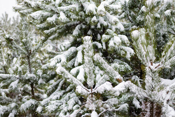Snow-covered spruce trees in snowfall. Fabulous winter forest landscape. Christmas tree. The atmosphere of Christmas and New Year