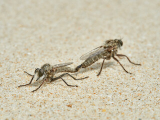 Robber Flies mating on sand. Subfamily Asilinae.    