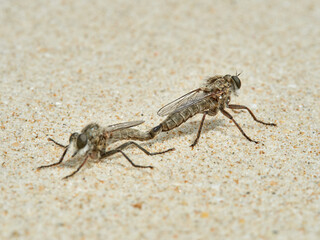 Robber Flies mating on sand. Subfamily Asilinae.    