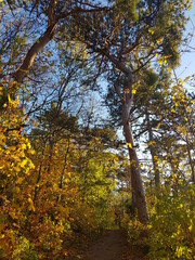 Idyllic hiking trail on a sunny day in the forest near moedling next to vienna, austria
