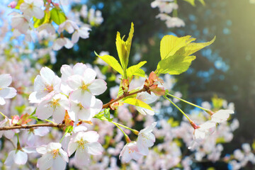 Bright cherry blossom background in the spring garden.