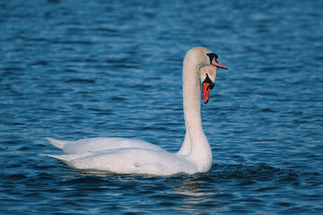 A pair of white swans swimming in a lake. Linlithgow, Scotland