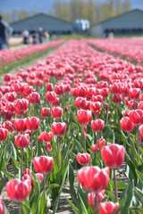 Portrait Photo Of Pink Tulip Garden