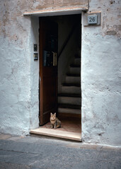 Photo of a cat sitting in a doorway on an Italian old town street. Ventimiglia, Italy