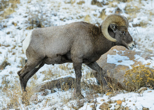Colorado Rocky Mountain Bighorn Sheep. Bighorn Ram in snow.