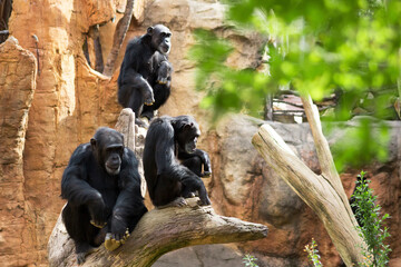 Familia de chimpancés sobre los troncos