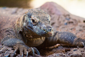Dragón de Komodo mirando al lado