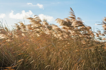 Dry grass with long stems in windy weather. Sunny autumn day. Nature abstract background