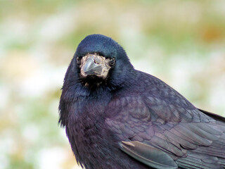 Fototapeta premium gawron