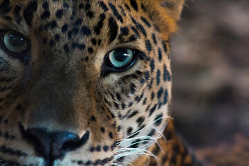 Fototapeta na wymiar Mirada intensa de un leopardo