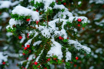 Closeup of tree branch with red flowers covered by snow