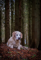 Happy pet golden retriever dog in autumn woods