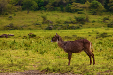 Female of African Waterbuck in long dry grass in a South African wildlife reserve close up