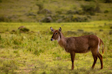 Naklejka na ściany i meble African Waterbuck in long dry grass in a South African wildlife reserve close up
