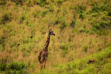 a female african giraffe with a red-billed buffalo starling on her neck in an African nature reserve