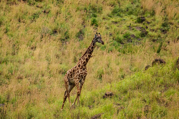 a female african giraffe with a red-billed buffalo starling on her neck in an African nature reserve